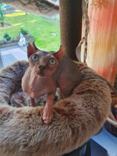 Sphynx Elf Katze Canadian Sphynx