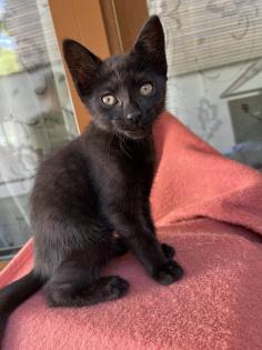 Mischling Katzen Kitten Baby