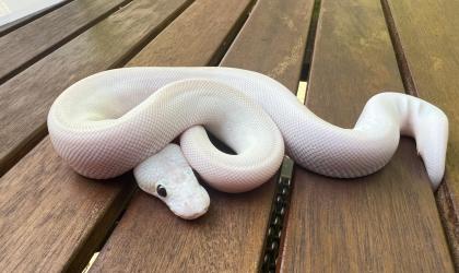 1. 0 Banana Champagne FireFly