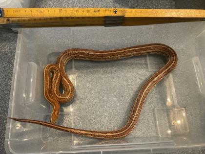Haltungsaufgabe Kornnatter Terrarium Zubehör