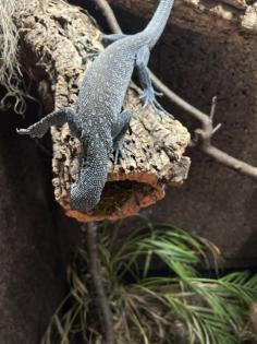Varanus macraei 1. 0 nz18