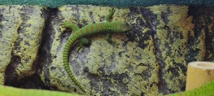 Phelsuma grandis Madagaskar Taggecko 0. 0. 4