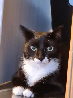 Katzensitting Tierbetreuung gesucht