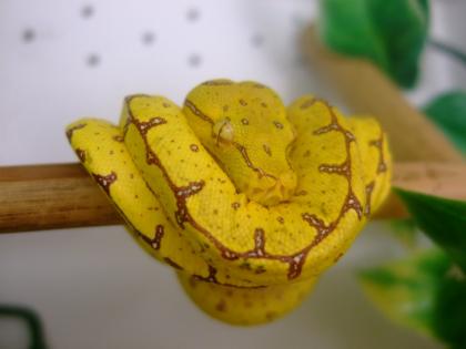 Chondro Python High Yellow Blue Line 0. 1