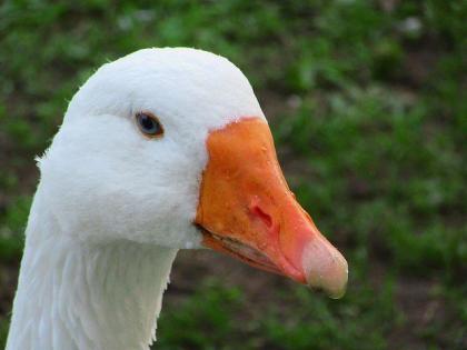 Nachgezüchtete schöne robuste Diepholzer Gänse Jungtiere, lebensfroh munter fit