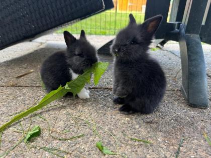 Kleine reinrassige Löwenkopfkaninchen Babys