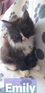 Maine Coon Kätzchen suchen ihre Traumfamilie