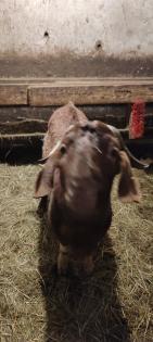 Burenziegen 1Bock 1 tragende Ziege