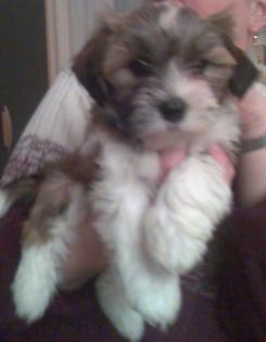 Lhasa Apso Welpe