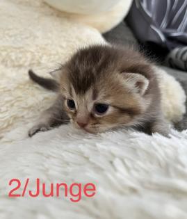 BKH mit Stammbaum.