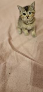 BKH Kitten suchen ein liebevolles neues Zuhause