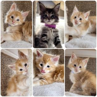 Zuckersüße Maine Coon Halle Saale Kitten Kätzchen Kater rot