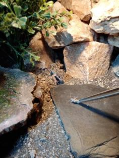 Leopardgeckos inklusive Terrarium und Zubehör