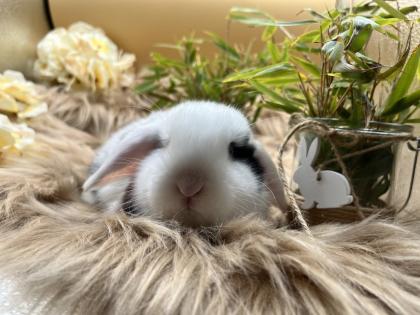Minilop-Zwergwidder-Mini Lop-Zwergkaninchen-Tierversand möglich