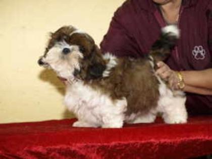 Shihtzu welpen und jungtiere