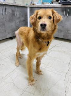 Barnaby ist ein wirklich toller, liebevoller und verträglicher Hund