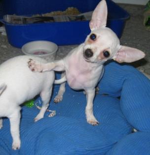 Cremefarbener Chihuahua Rüde Welpe
