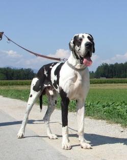 Deutscher Doggen-Rüde, gefleckt
