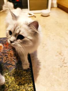 BLH Katzendame sucht Zuhause