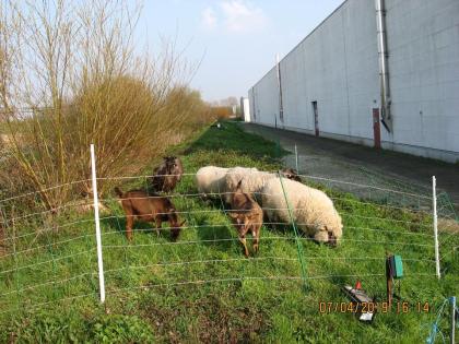 Wiesenflächen zur Beweidung für Schafe, Ziegel, Esel etc. frei