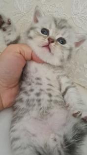 Bkh kitten / Tabby