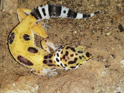 Leopardgeckos, 1 Männlein, 2 Weiblein sowie 1 weibliches Jungtier