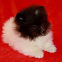 Pomeranianwelpen braungescheckt,