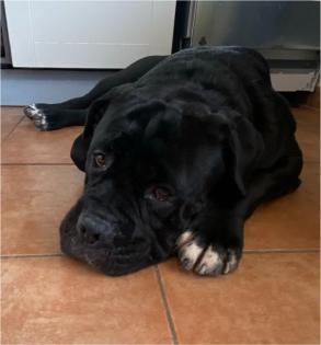 Cane Corso Mix