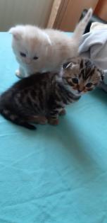 Scottish Fold Mix Babys
