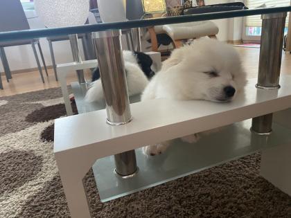 Spitz welpen 3 monate und damit jetzt bereit für ein neues liebevolles zu Hause.