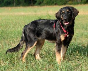 TUNDRA - weiblich 8 Monate 55 cm 20 kg Leonberger-Mix Gechipt