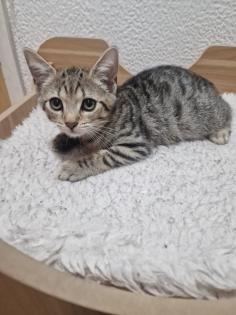 12 Wochen alte süße kitten