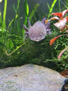 7 Axolotl abzugeben wildling copper weisling
