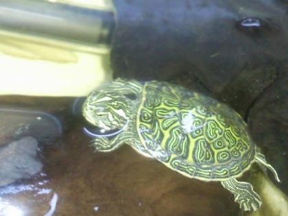 Florida-Rotbauch-Schmuckschildkröte Babys, Pseudemys nelsoni, Wasserschildkröt
