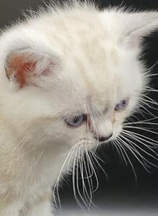 BKH-Kitten- Weibchen-Stammbaum