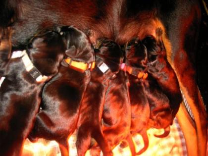 Reinrassige Dobermann Welpen