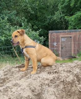 Aussiedor Mix Welpen suchen ab sofort ein zuhause