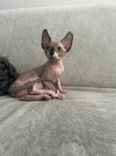 Liebevolle Sphynx Kätzchen abzugeben