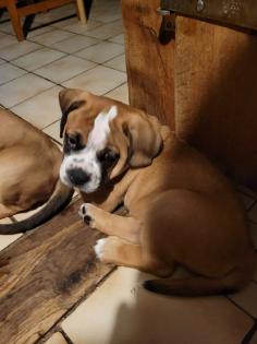 Wunderschöne Hundewelpen in Familienbande