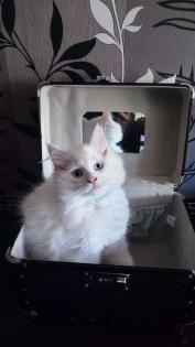 Maine Coon Kitten in Schneeweiß