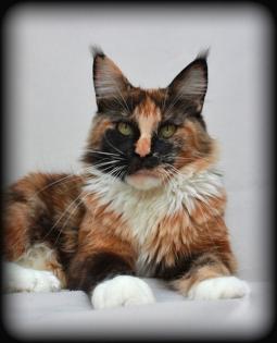 Maine Coon Dame in black tortie white