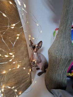 Sphynx Kitten // weiblich