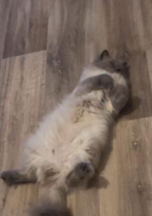 Ragdoll Kater
