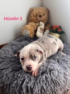 American Pocket Bully