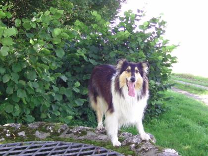 Colliewelpen mit Familienanschluss