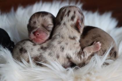 Deckrüde Chihuahua Silber Merle