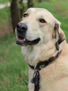 Zimtschnecke - weiblich 4 Jahre 78 cm 55 kg Kangal-Mix Gechipt Kastriert