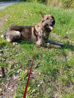 Deutscher Schäferhund in Liebe Hände abzugeben