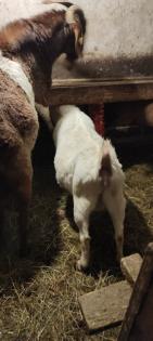 Burenziegen 1Bock 1 tragende Ziege