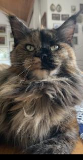 Main Coon Babykatzen männlich, weiblich